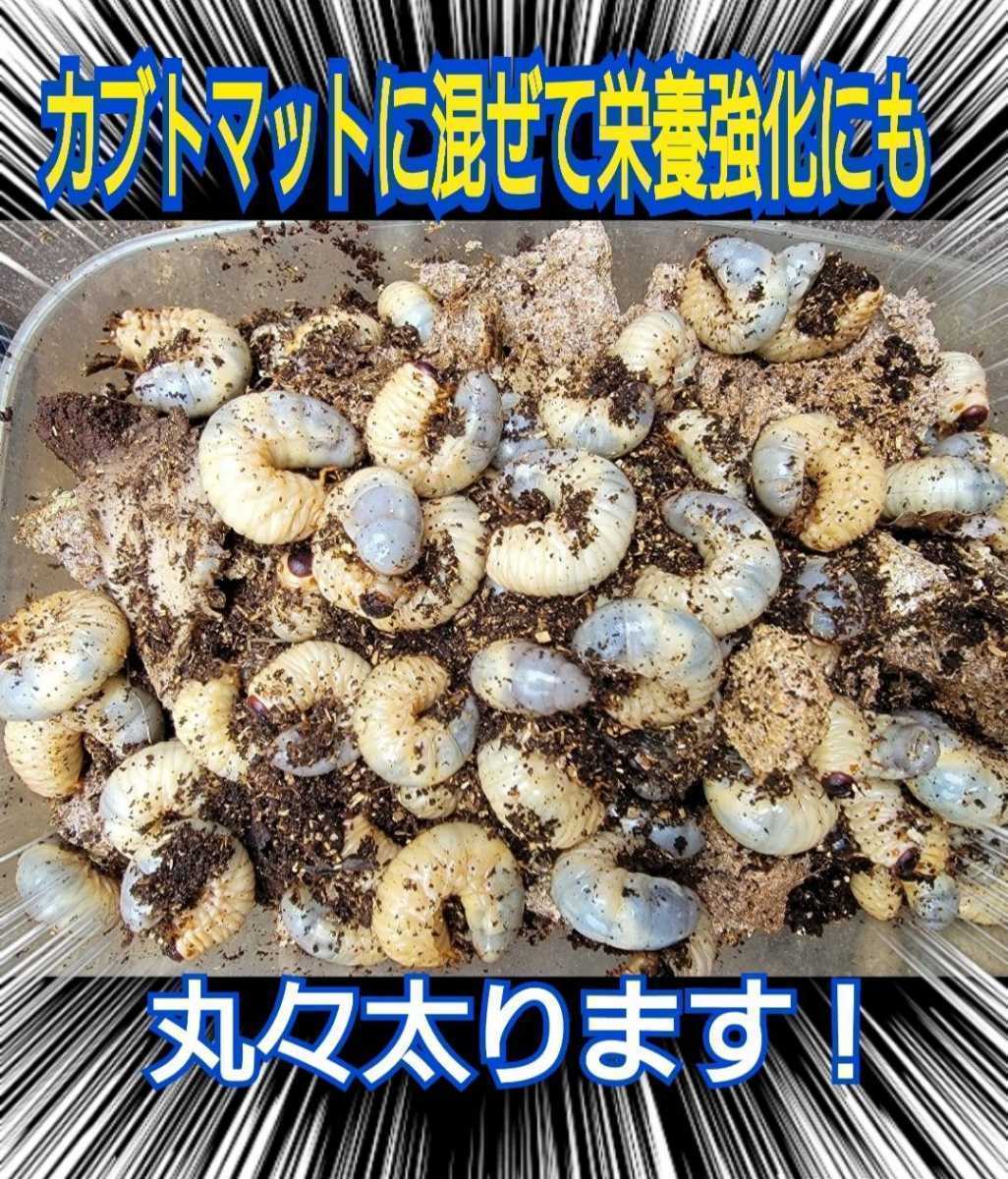 カブトムシ幼虫の栄養強化に！椎茸菌床ブロック【3個】マットに埋め込むだけで幼虫が潜り込みモリモリ食べて大きくなります！クヌギ100％_画像5