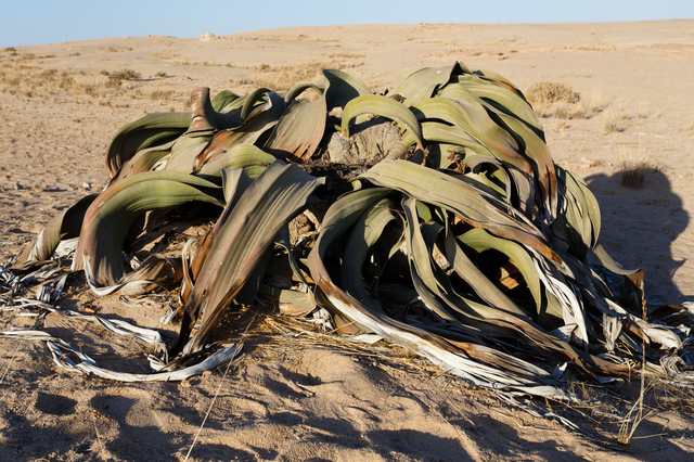 奇想天外 ウェルウィッチア ミラビリス Welwitschia mirabilis 発芽苗