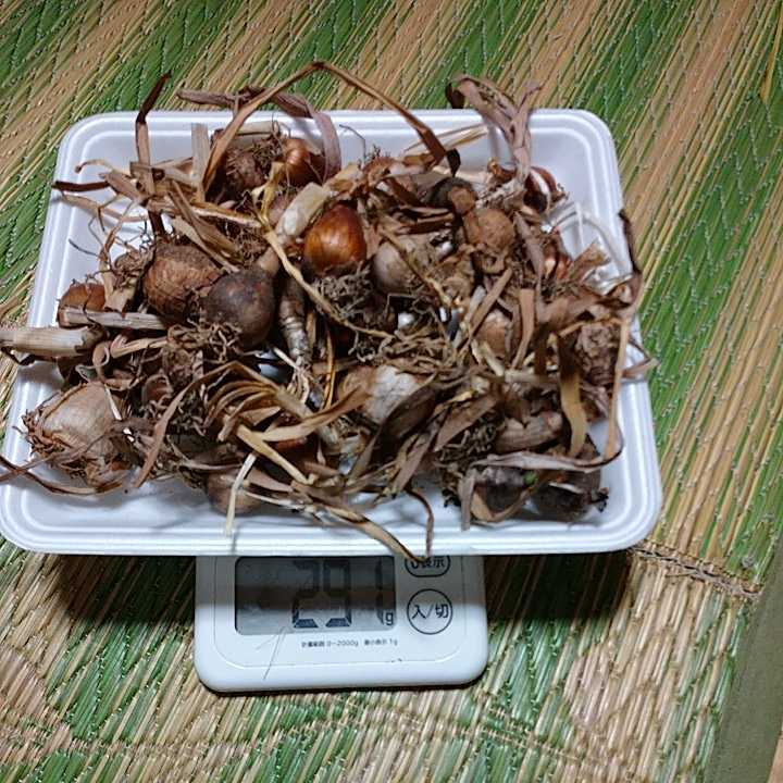 Sale 86 Off 日本水仙 水仙 スイセン すいせん 芳香あり 色不明 球根約290g Rurrenabaque Gob Bo Sale 86 Off 日本水仙 水仙 スイセン すいせん 芳香あり 色不明 球根約290g Rurrenabaque Gob Bo