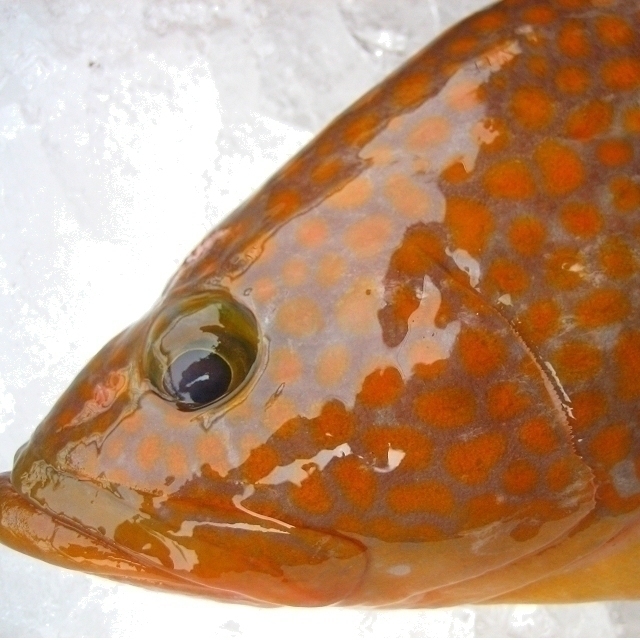 幻の超高級魚　「アコウ（赤水）1kg位 (代引発送)」 （キロ売り）とれたて山陰境港産_画像5