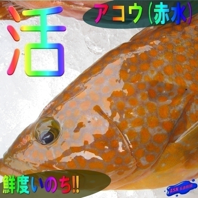 幻の超高級魚　「アコウ（赤水）1kg位 (代引発送)」 （キロ売り）とれたて山陰境港産_画像6