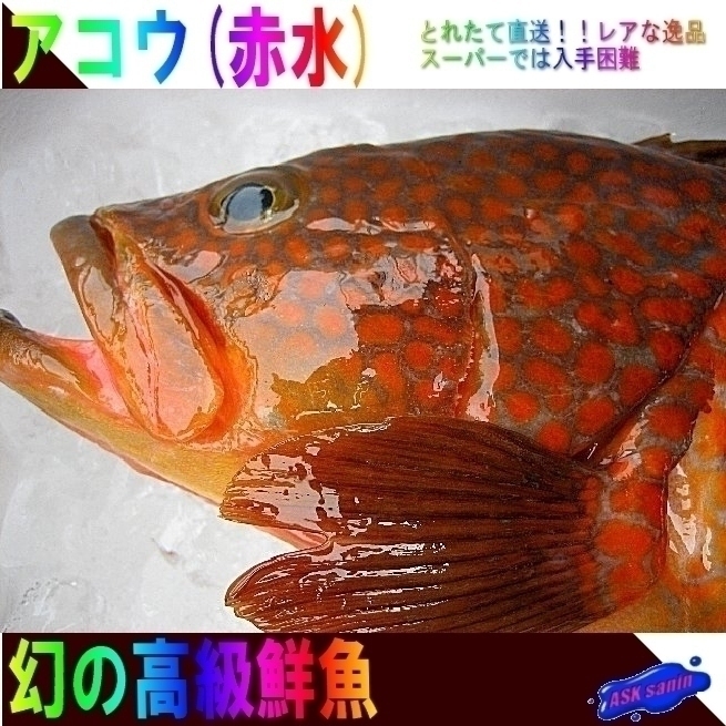 幻の超高級魚　「アコウ（赤水）1kg位 (代引発送)」 （キロ売り）とれたて山陰境港産_画像1