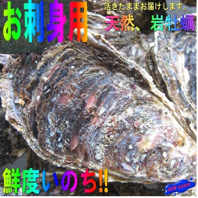 生食用「天然、岩牡蠣L-３kg」-10個以内で3kg-活きたままお届けします!!_画像1