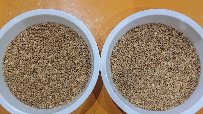 『有機鴨作』有機栽培 大麦　ハルヒメボシ　訳あり原麦　細粒　24kg　小鳥の餌などに_右側が出品の品です。(参考左は大粒）