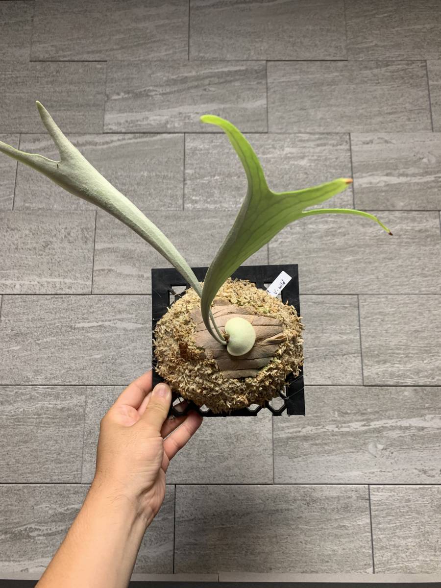 veitchii wildコ ビカクシダ - tajhizanservice.com veitchii wildコ ビカクシダ - tajhizanservice.com