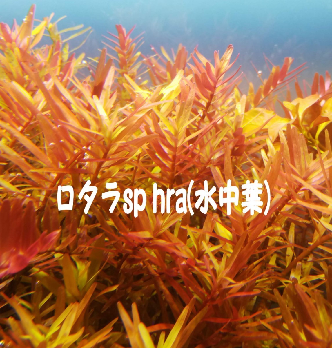 ワンピなど最旬ア! ロタラsp hra パールグラスセット 各25本 水中葉