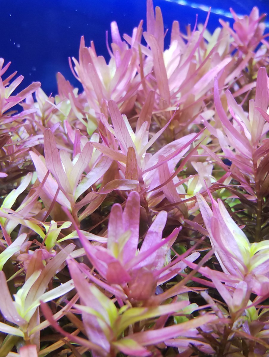 大人女性の ロタラロトンディフォリア おまけ水草有り 水中葉 本 魚用品 水草 大人女性の ロタラロトンディフォリア おまけ水草有り 水中葉 本 魚用品 水草