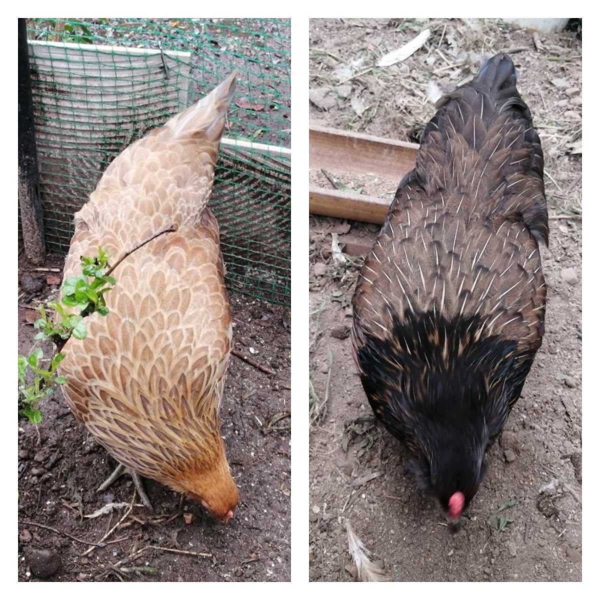 かわいいアローカナ 有精卵１０個 放し飼い_画像9