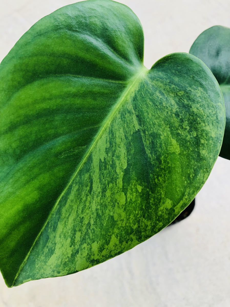 モンステラ デリシオーサ 実生苗 斑入り/Monstera deliciosa
