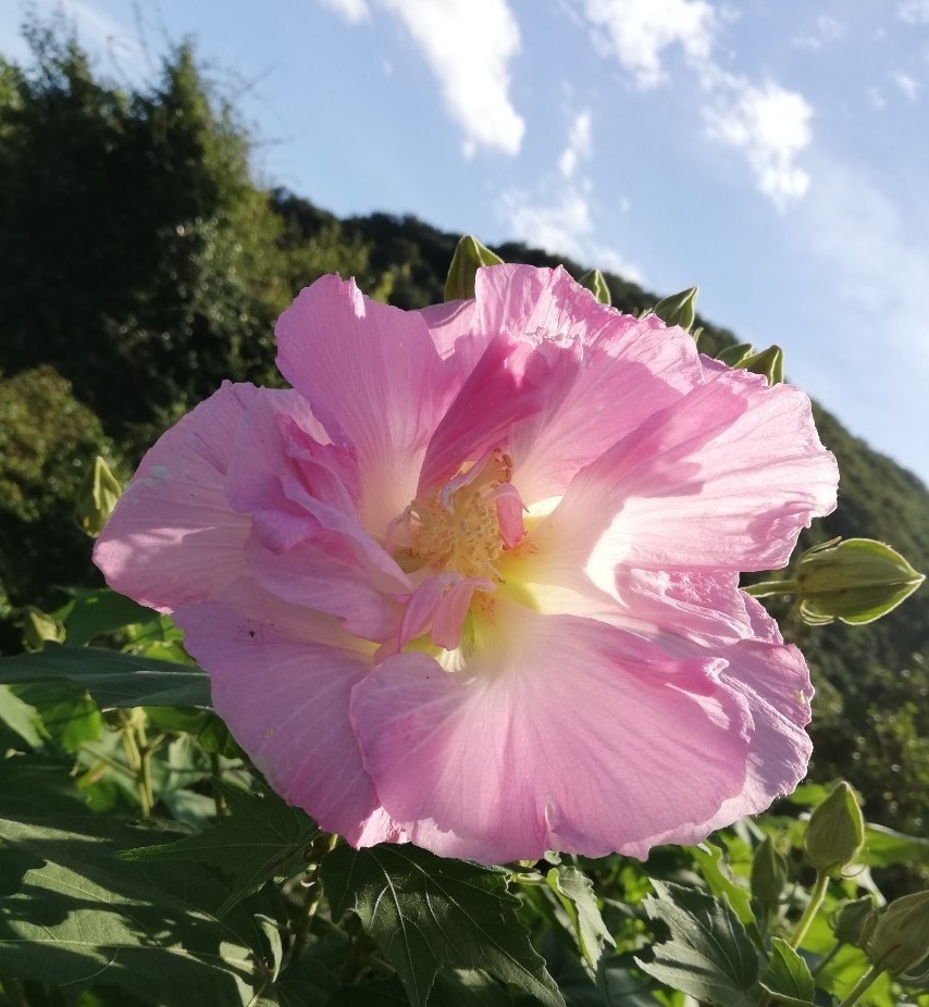 酔芙蓉の種|Yahoo!フリマ(旧PayPayフリマ) 酔芙蓉の種|Yahoo!フリマ(旧PayPayフリマ)