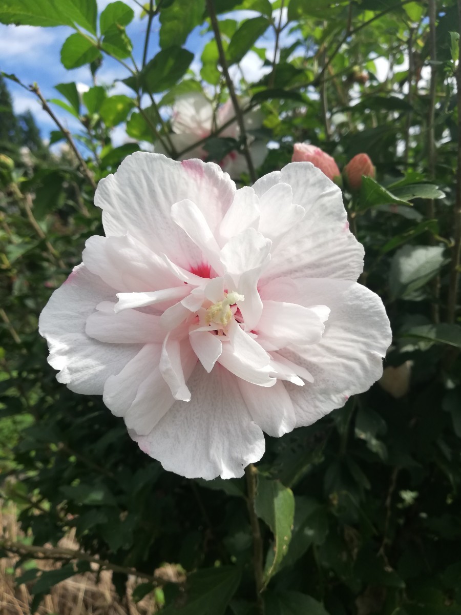 酔芙蓉の種|Yahoo!フリマ(旧PayPayフリマ) 酔芙蓉の種|Yahoo!フリマ(旧PayPayフリマ)