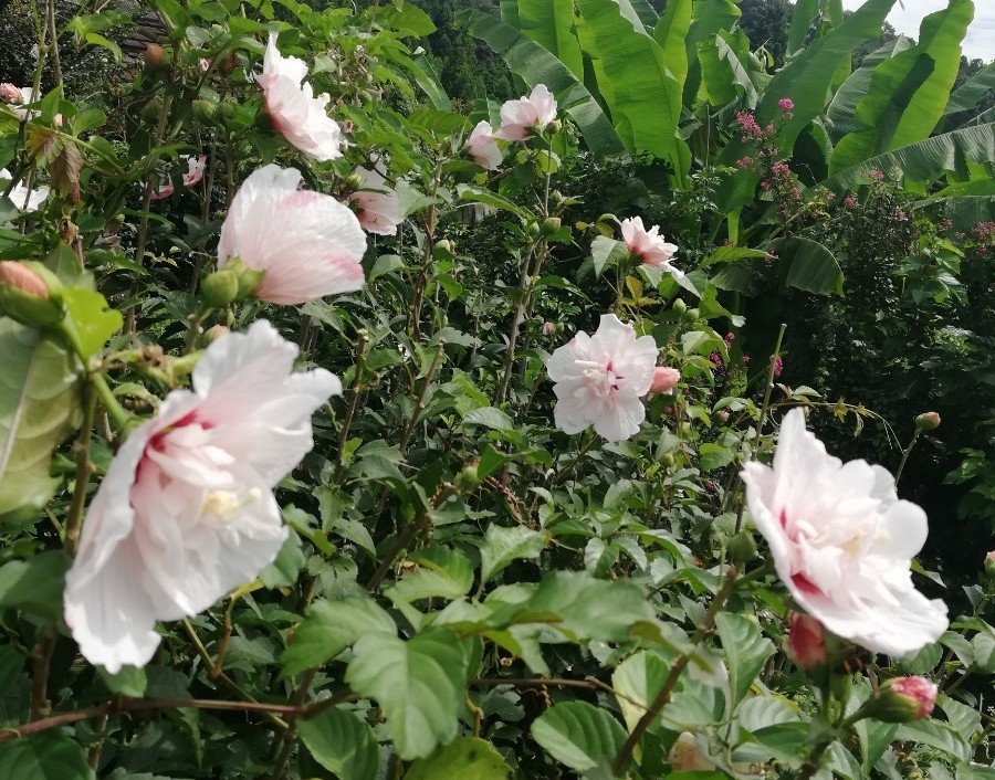 酔芙蓉の種|Yahoo!フリマ(旧PayPayフリマ) 酔芙蓉の種|Yahoo!フリマ(旧PayPayフリマ)