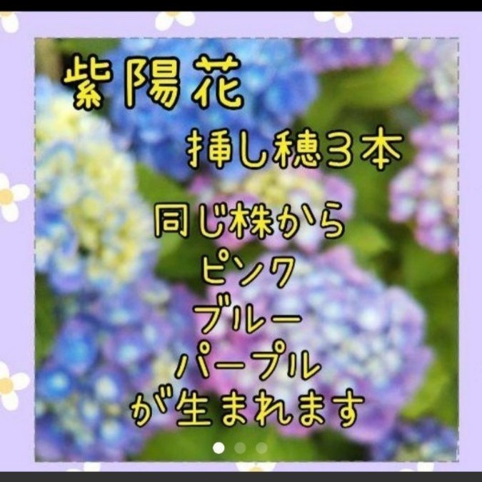 紫陽花ミラクル 挿し穂 3本