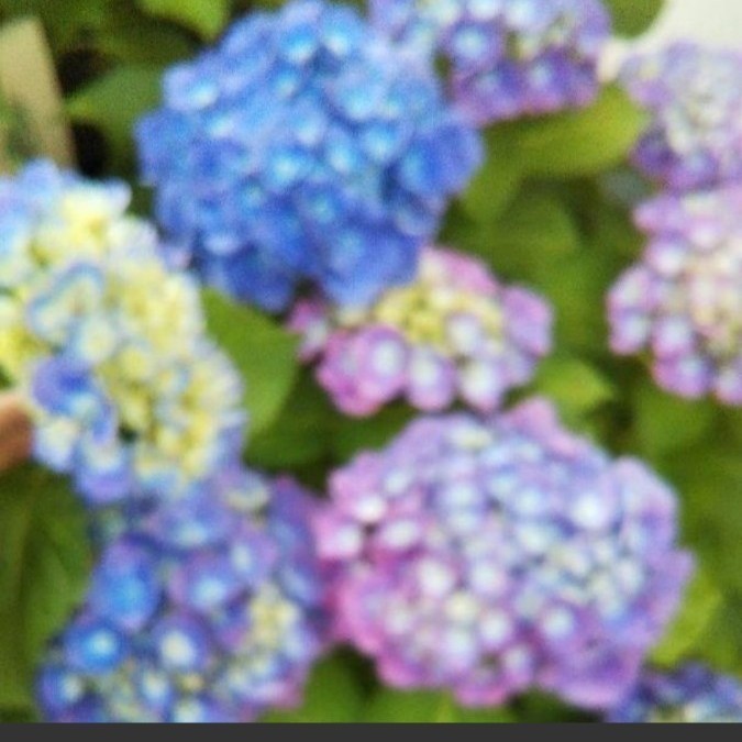 紫陽花ミラクル 挿し穂 3本