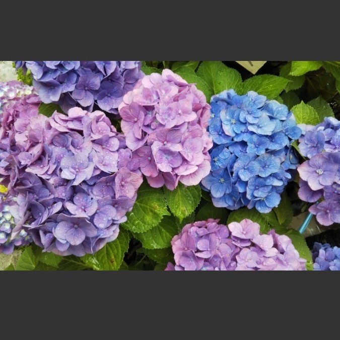 紫陽花ミラクル 挿し穂 3本