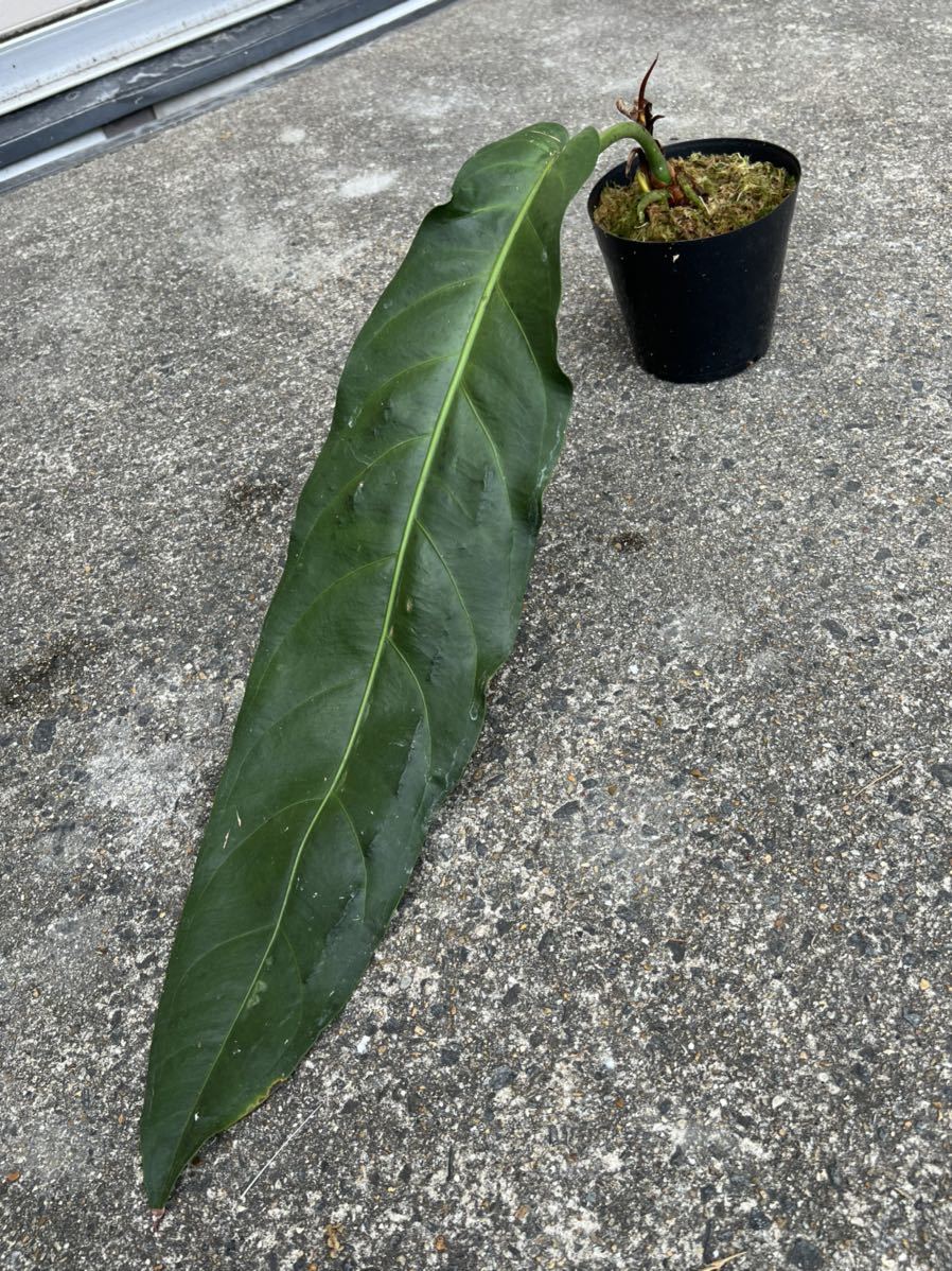 Yahoo!オークション - 【vandaka】Anthurium pendulifolium Peru Yahoo!オークション - 【vandaka】Anthurium pendulifolium Peru
