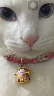 首輪 猫用 ちりめん 和風 和柄 招き猫の鈴付き (レッド×花柄, Mサイズ)_画像4