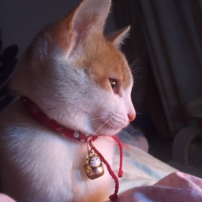  ошейник кошка для крепдешин японский стиль мир рисунок манэки-нэко. колокольчик имеется ( красный × цветочный принт, S размер )