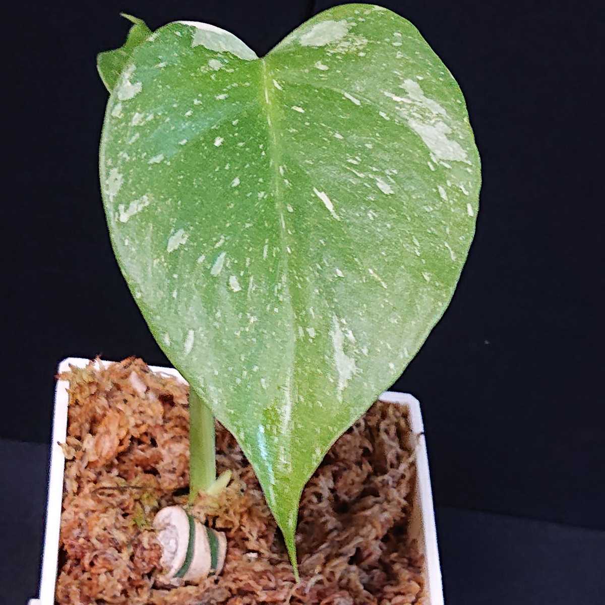 34 発根済み! 極上♪ 斑入り モンステラ デリシオーサ イエロー