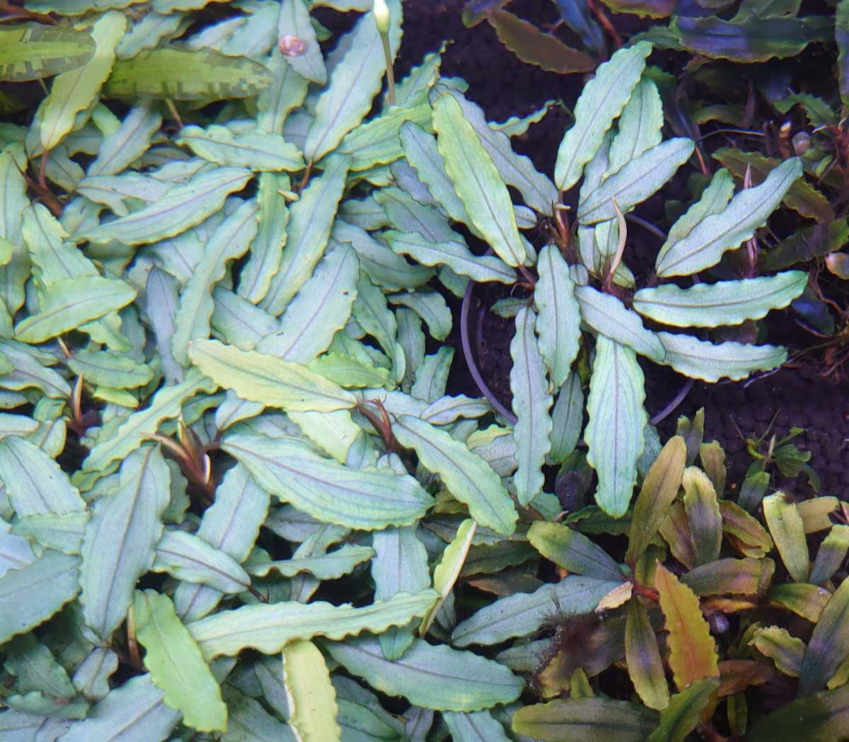 ブセファランドラ オーロラ銀葉 水中葉3株セット Bucephalandra ブセファランドラ オーロラ銀葉 水中葉3株セット Bucephalandra