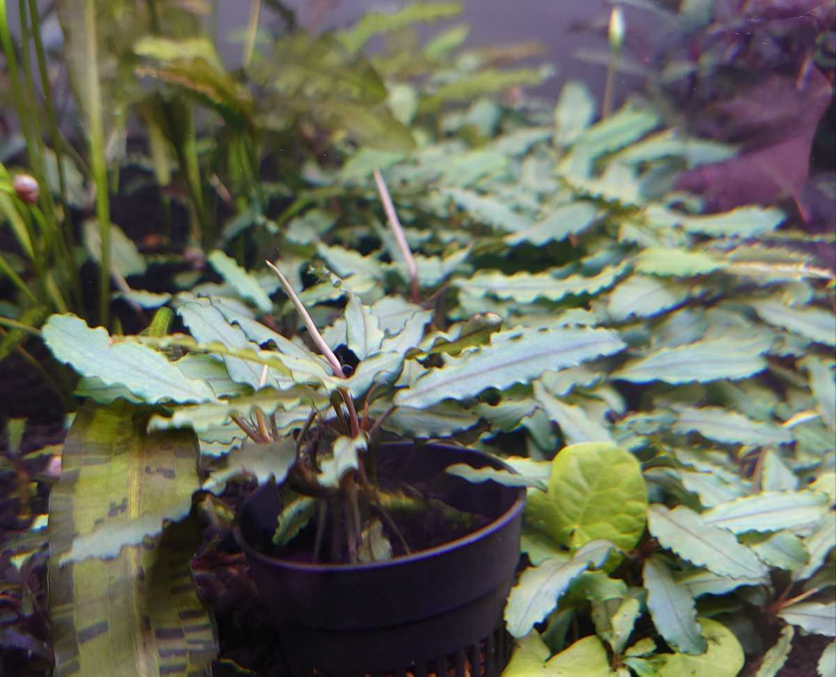 ブセファランドラ オーロラ銀葉 水中葉3株セット Bucephalandra ブセファランドラ オーロラ銀葉 水中葉3株セット Bucephalandra