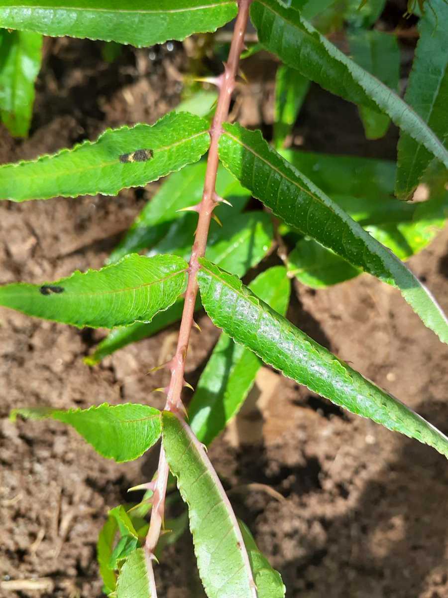PayPayフリマ|アゲハ幼虫の餌 無農薬カラスザンショウの葉っぱ 50枚以上 2枝分 おまけあり PayPayフリマ|アゲハ幼虫の餌 無農薬カラスザンショウの葉っぱ 50枚以上 2枝分 おまけあり