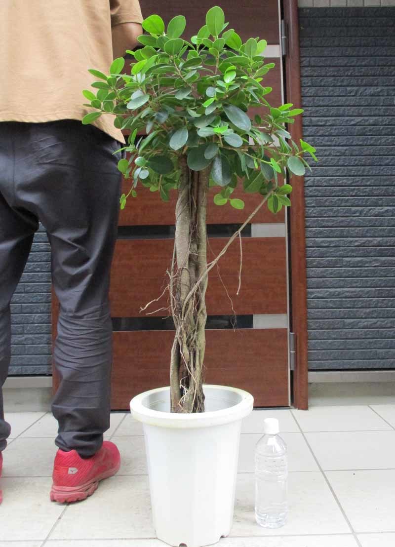 現品】パンダガジュマル 8号 あC | www.comercializadoracyma.com