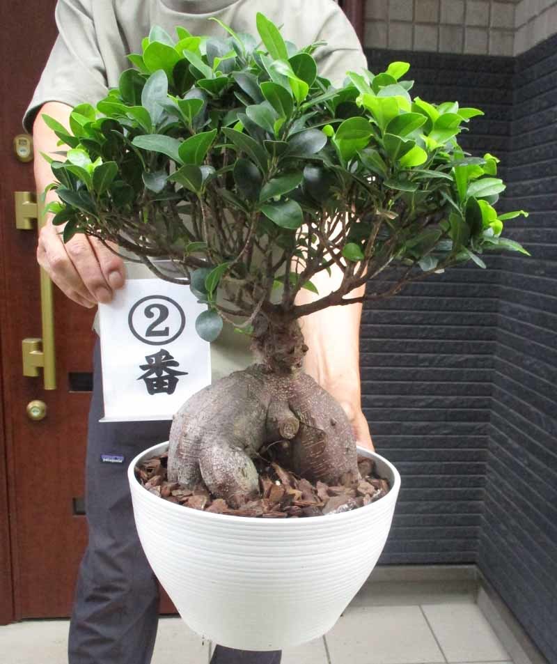 現品】多幸の木 ガジュマル ガジュマルの木 観葉植物 8号鉢 Ⅱ www