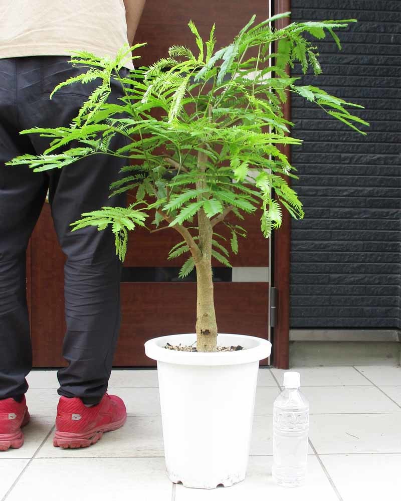 現品】幹が大変太い良株です エバーフレッシュ (合歓(ネム)の木) 8
