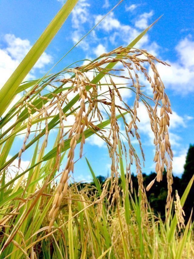 令和3年産【丹波産】インディカ 精米 -特別栽培米- “星かぐわ” 900g_画像2