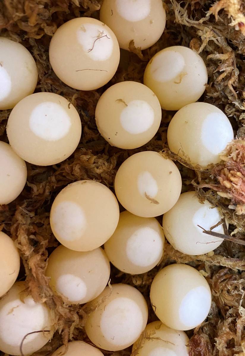 　高知県、四万十川・天然すっぽん「すべて極・星あり　有精卵」2.6㎏が6/28日27玉産卵「6玉X2出品」参考画像の通りです_27玉・2.6㎏のすっぽんが産卵しました。