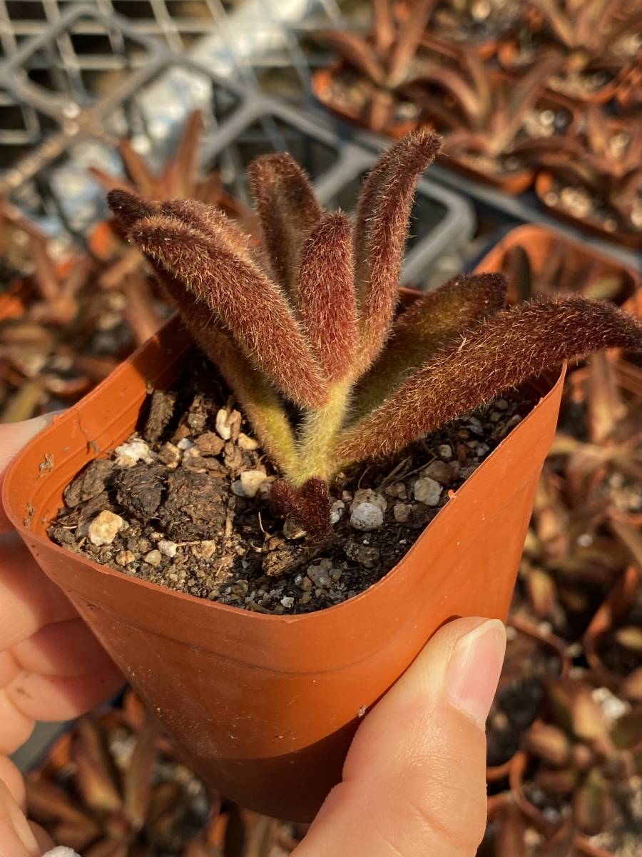  多肉植物 エケベリア 孫悟空 カランコエ・トメントーサ ‘ソンゴクウ’10株 サボテン 観葉植物 花 園芸 bkf153_画像2