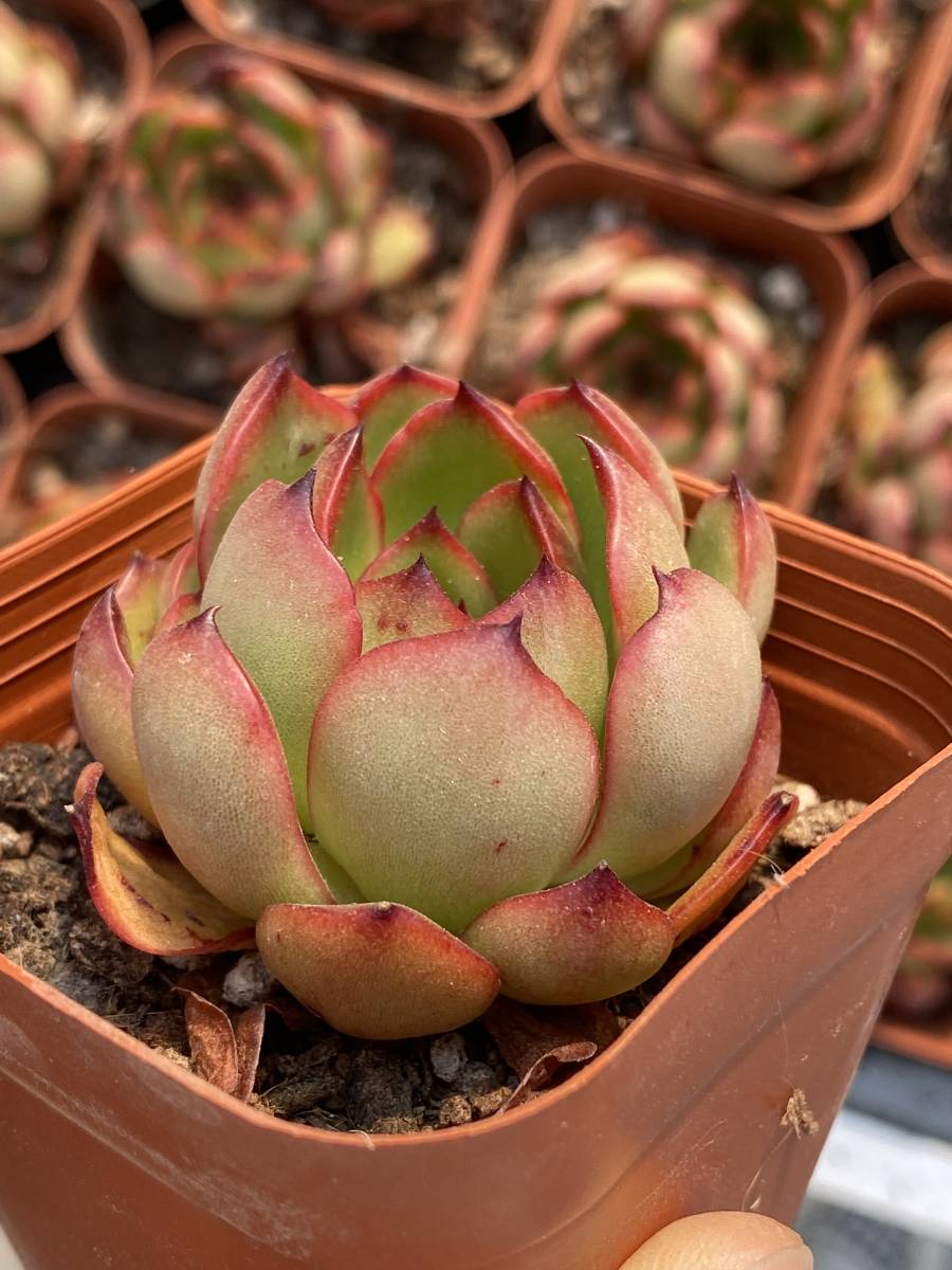 多肉植物 エケベリア プリドニスｘコロラータ 10株　 超美苗 サボテン 観葉植物 花 園芸 　bkf24_画像2