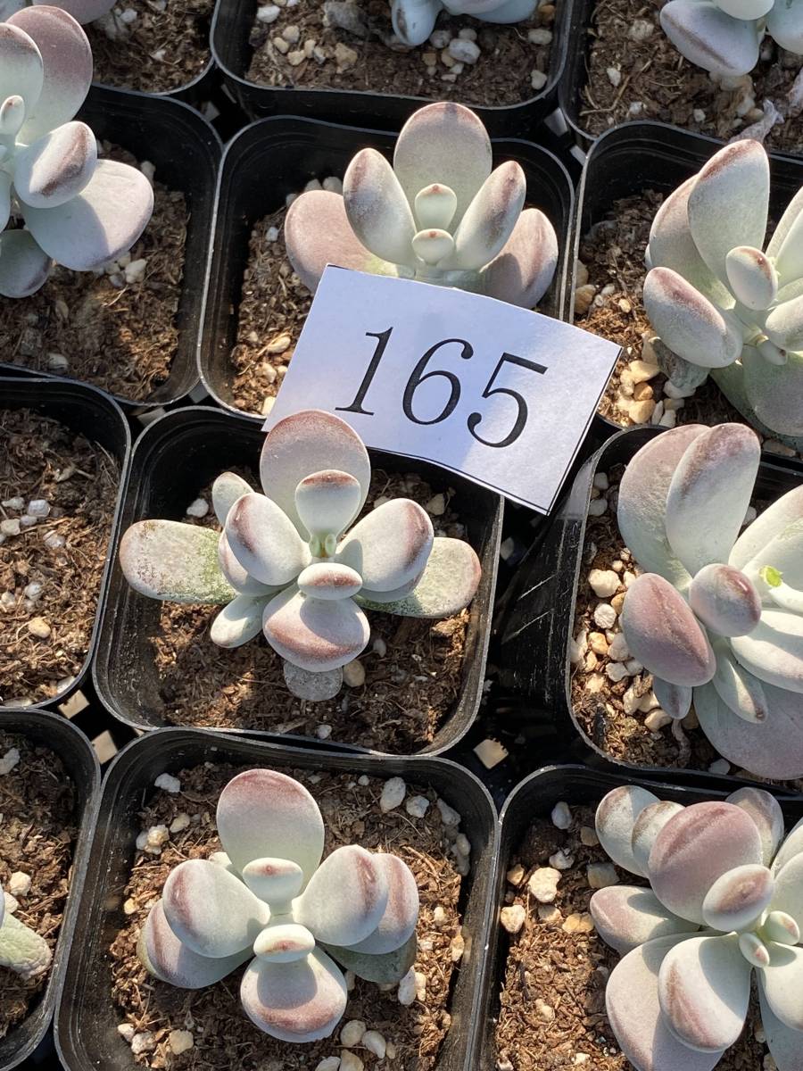 多肉植物 エケベリア サボテン 10株 観葉植物 花 園芸 Cotyledon orbiculata var.dinteri 超美苗 bkf165_画像4