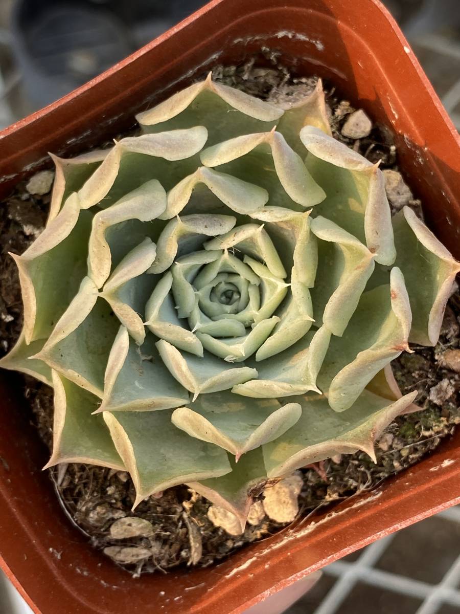 多肉植物 エケベリア Echeveria simulans交配新品種 数が少ない サボテン 15株　 超美苗 サボテン 観葉植物 花 園芸 bkf275_画像1