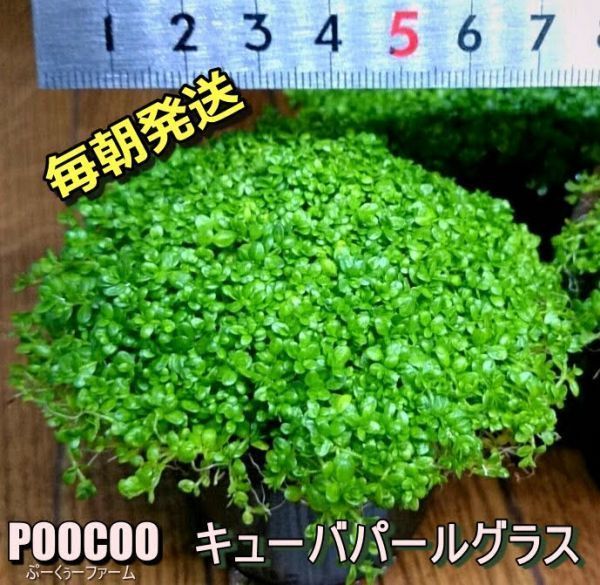 【毎朝発送】キューバパールグラス（6cmポット、水草、前景草、無農薬、スネールなし） No1477_画像1