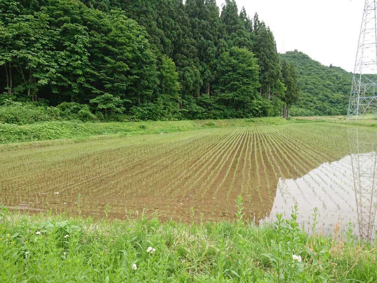 令和3年産 魚沼米 中米 玄米 20キロ_画像9