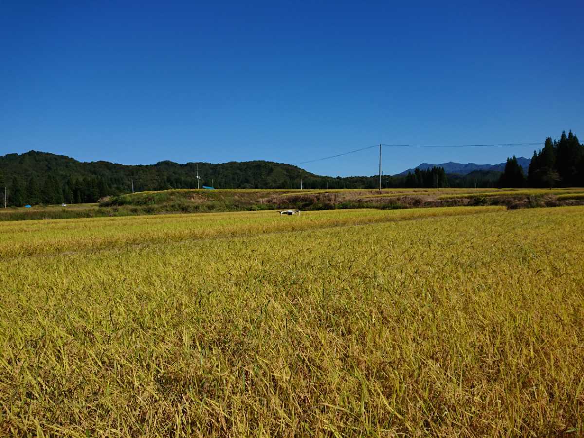 令和3年産 魚沼米 中米 玄米 20キロ_画像6