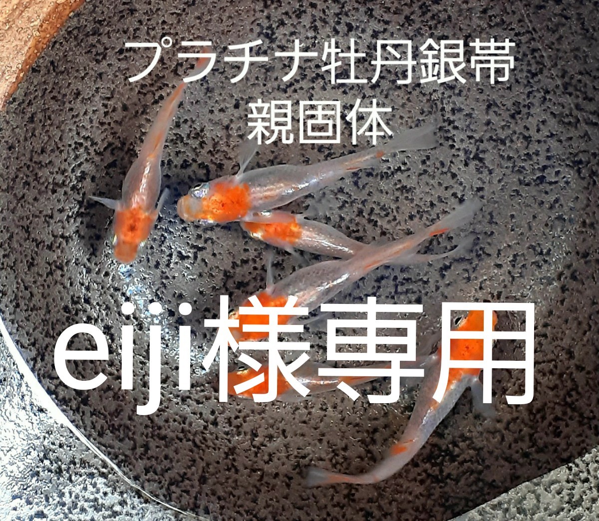 eiji様専用ページ プラチナ牡丹銀帯メダカ 代品|Yahoo!フリマ(旧