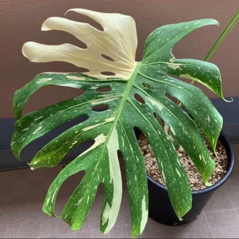 モンステラ デリシオーサ 斑入り イエロー モンスター 観葉植物 | www
