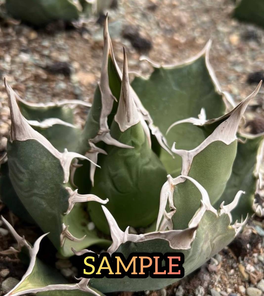 P9063】【白強棘選抜!】 アガベ オテロイ FO076 白棘選抜 Agave titanota ( ハデス シーザー チタノタ ) - metalteco.com P9063】【白強棘選抜!】 アガベ オテロイ FO076 白棘選抜 Agave titanota ( ハデス シーザー チタノタ ) - metalteco.com