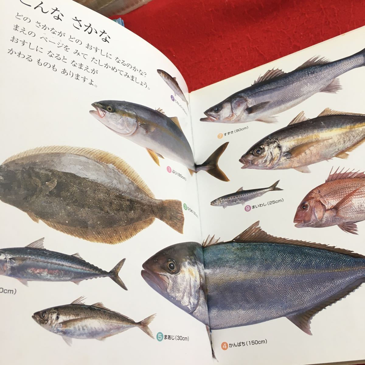 Y29-154 しぜん キンダーブック 1月号 ちいさなしぜんおおきな Y29-154 しぜん キンダーブック 1月号 ちいさなしぜんおおきな