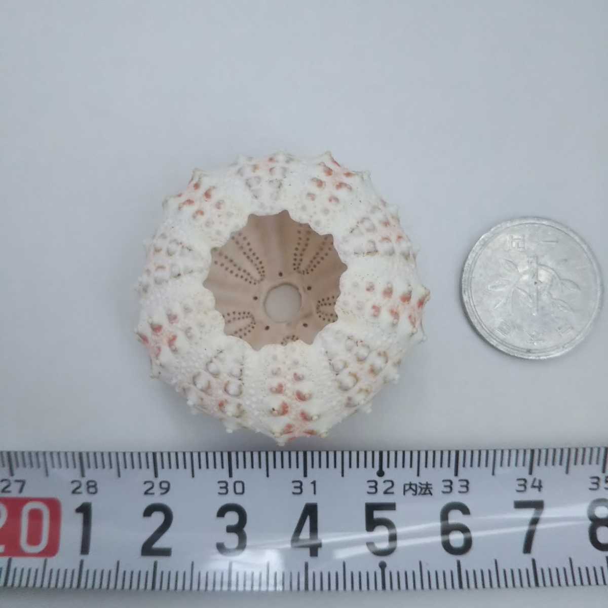 ベンテンウニ ウニ殻 うに殻 石垣島 材料 貝 オブジェ 置き物