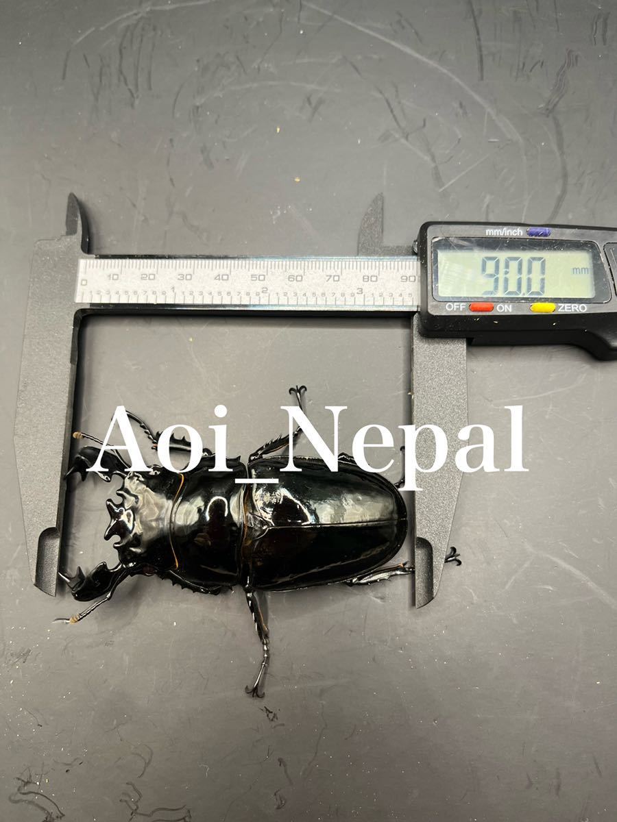 Aoi_Nepal】超大型 90.0mm×54.6mm タランドゥスオオツヤクワガタ 幼虫4 