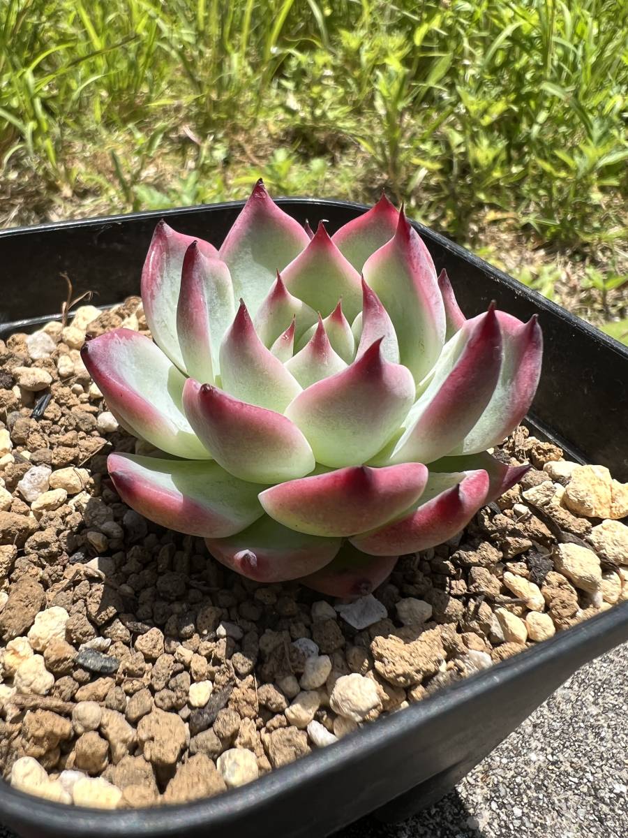 チワワエンシス スペシャルレッド ゴンザレス苗 Echeveria Chihuahuaensis Special Red エケベリア