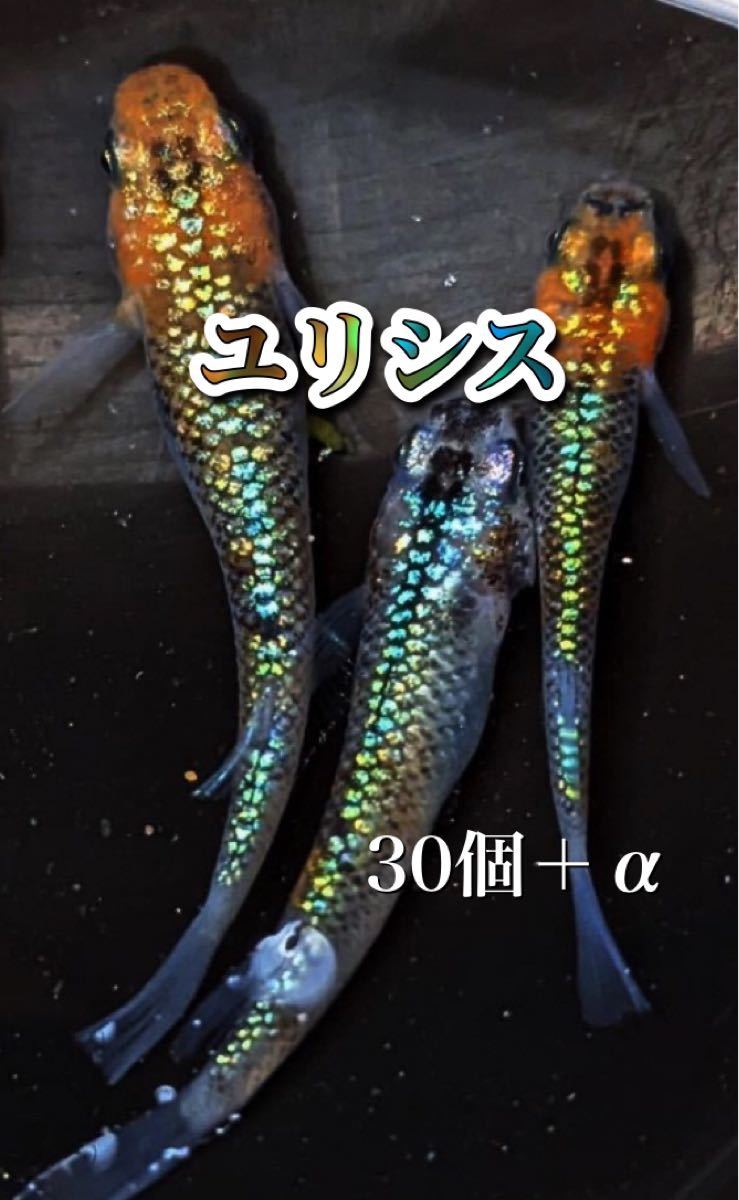 Paypayフリマ ユリシス の有精卵 30個 個 送料無料 無精卵メチレンブルー確認済み メダカ 卵 ラメ めだか Paypayフリマ ユリシス の有精卵 30個 個 送料無料 無精卵メチレンブルー確認済み メダカ 卵 ラメ めだか