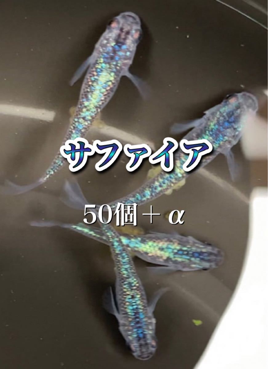 Paypayフリマ サファイア の有精卵 50個 個 送料無料 無精卵メチレンブルー確認済み メダカ 卵 ラメ めだか Paypayフリマ サファイア の有精卵 50個 個 送料無料 無精卵メチレンブルー確認済み メダカ 卵 ラメ めだか
