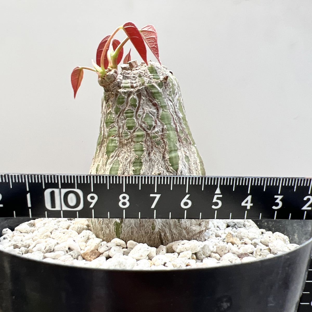 ボンバックス Pseudobombax ellipticumプセウドボンバックス ボンバックス Pseudobombax ellipticumプセウドボンバックス