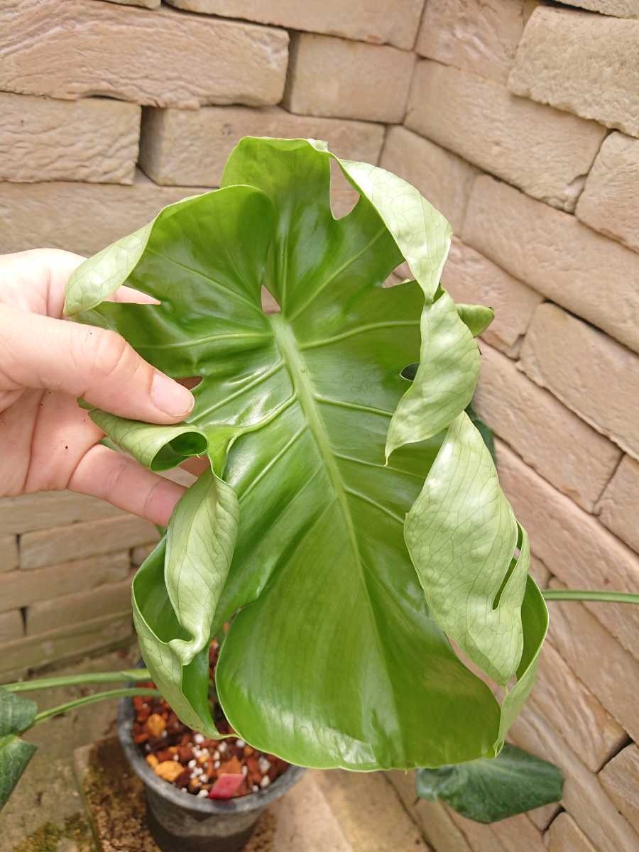 モンステラ デリシオーサ 福助 奇形 - 観葉植物 モンステラ デリシオーサ 福助 奇形 - 観葉植物