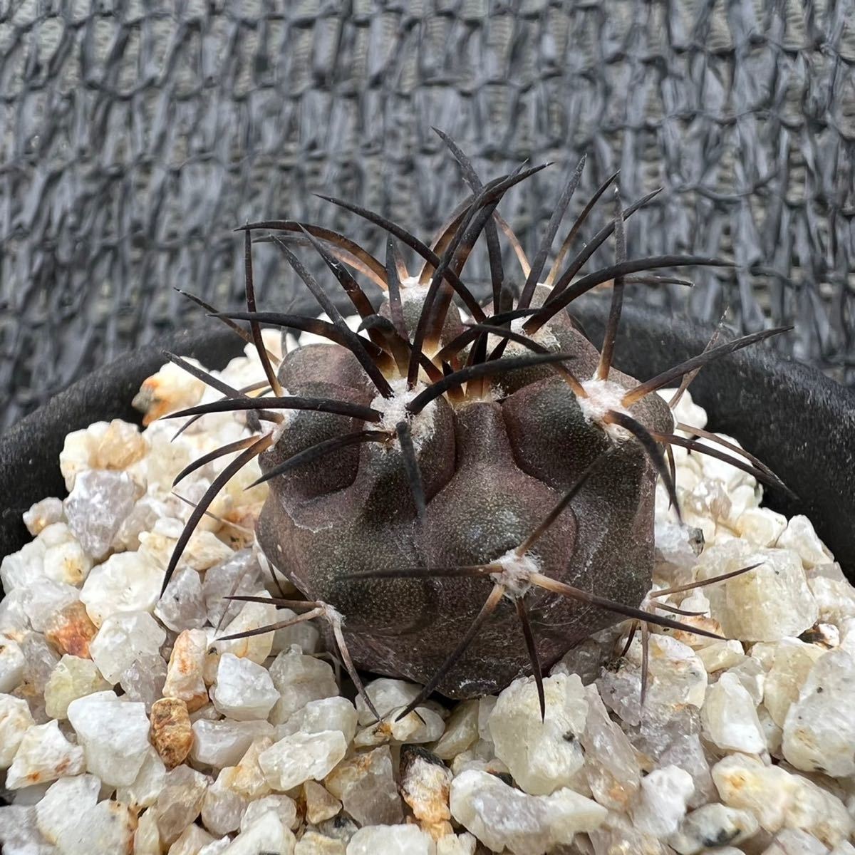 copiapoa griseoviolacea×copiapoa dura グリセオビオラセラ×デュラ